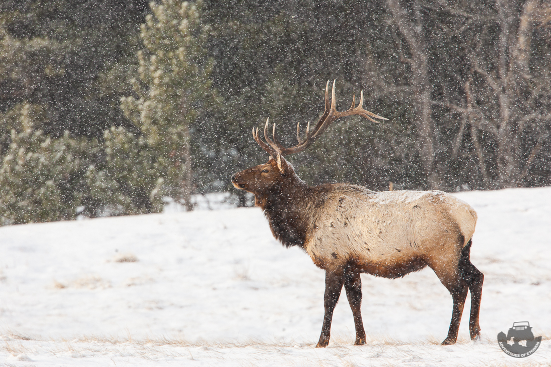 Snow Elk