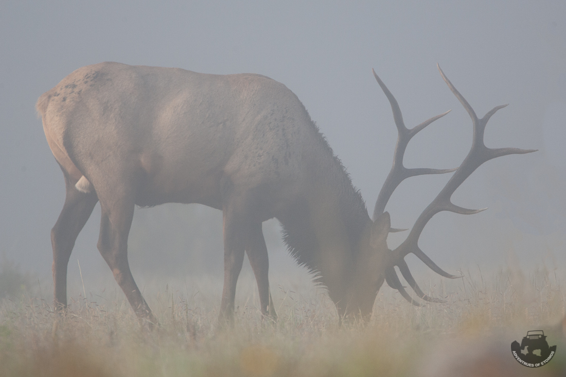 Bull Elk In Fog